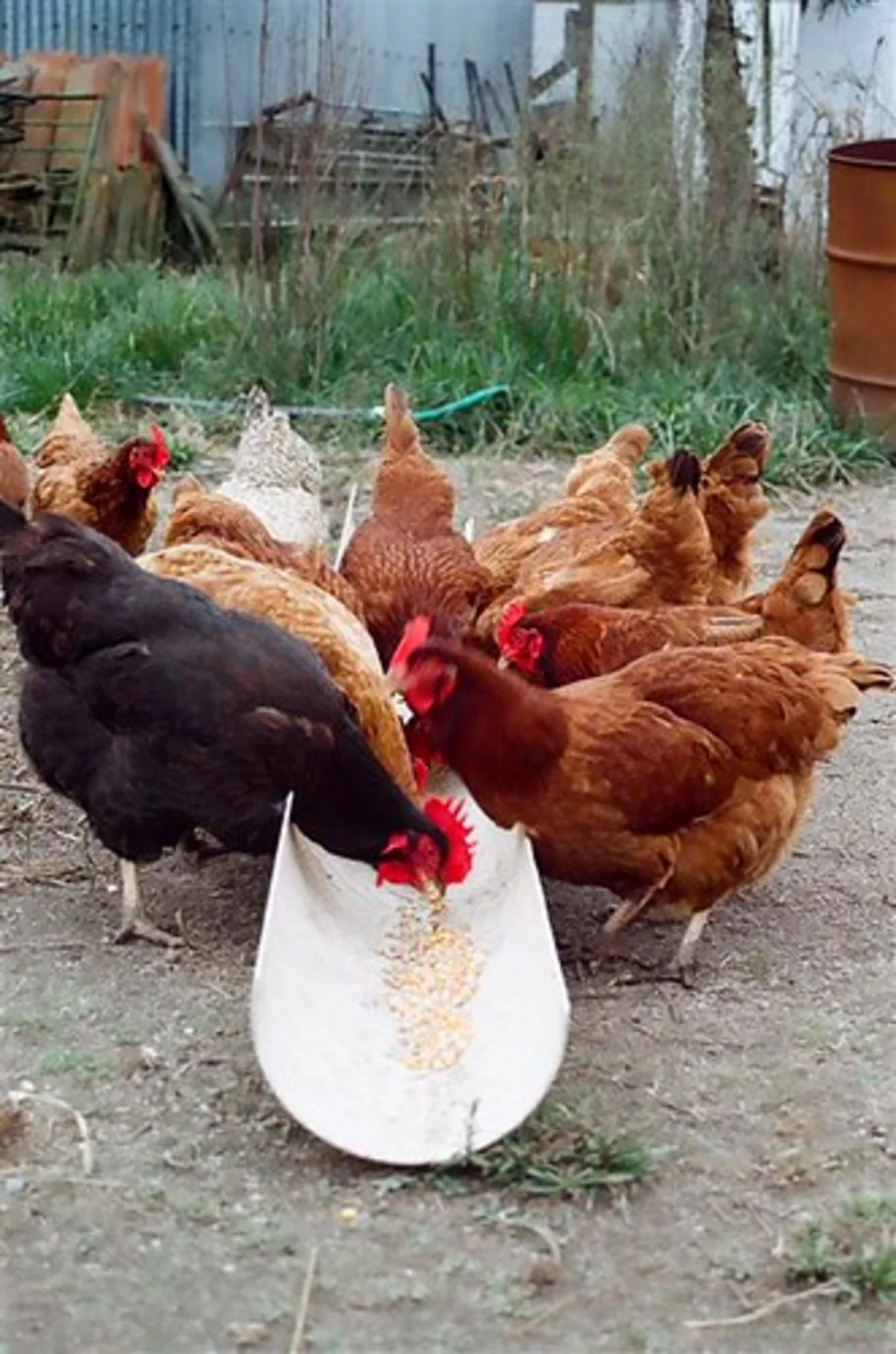 Chickin Gelar Program Edukasi Peternakan Berkelanjutan